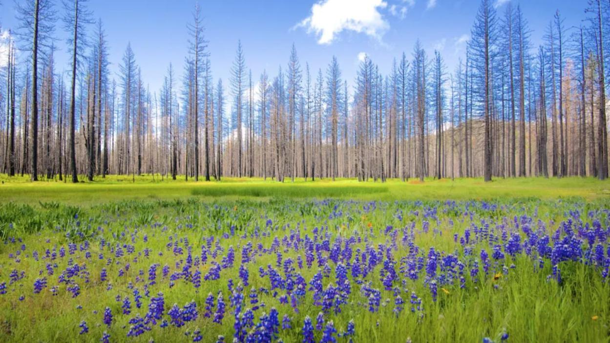 New Luxury Lake House In Pine Mountain Lake Close To Yosemite! Perfect For All Seasons! Great For Retreats, Getaways, Celebrations, And More! Гровленд Экстерьер фото